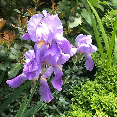 House&Garden Leilighet San Donato Milanese Eksteriør bilde
